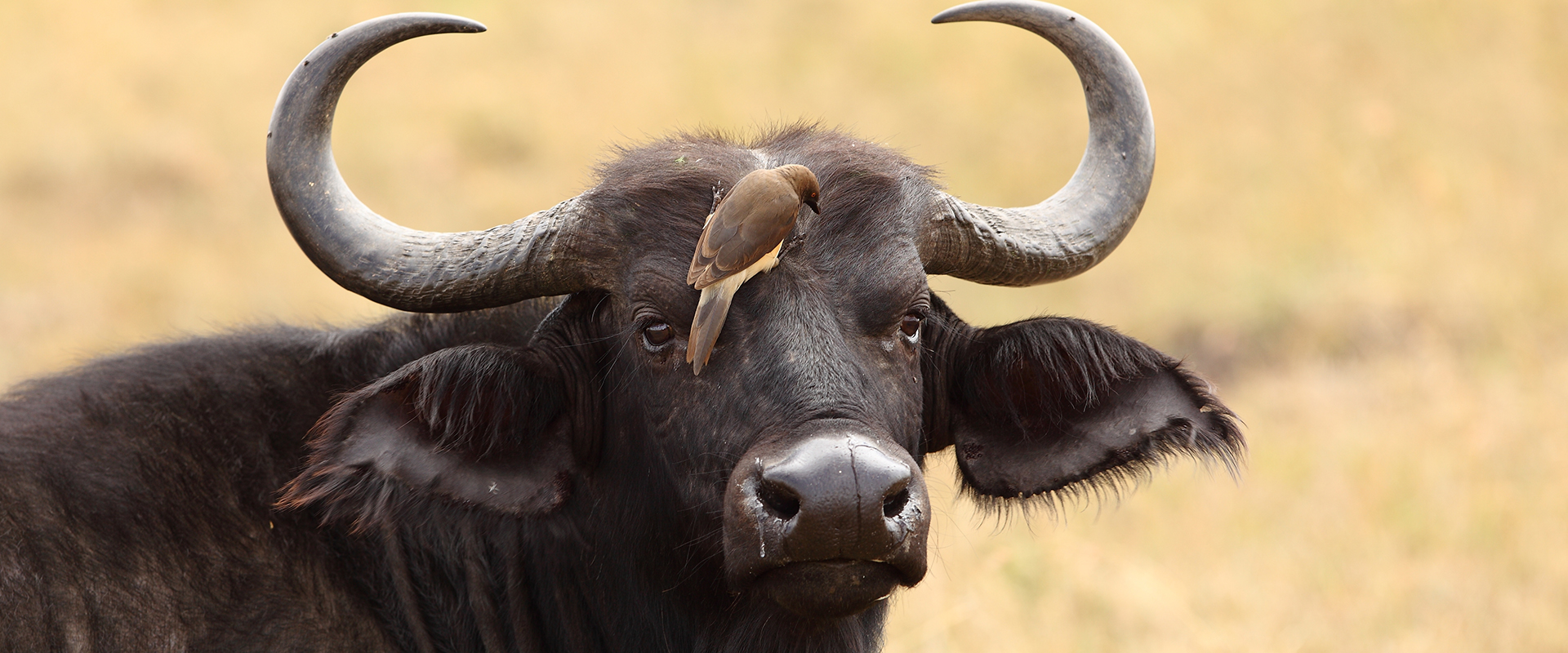 Cute little bird sitting on a black buffalo’s face in the middle of a field in a jungle